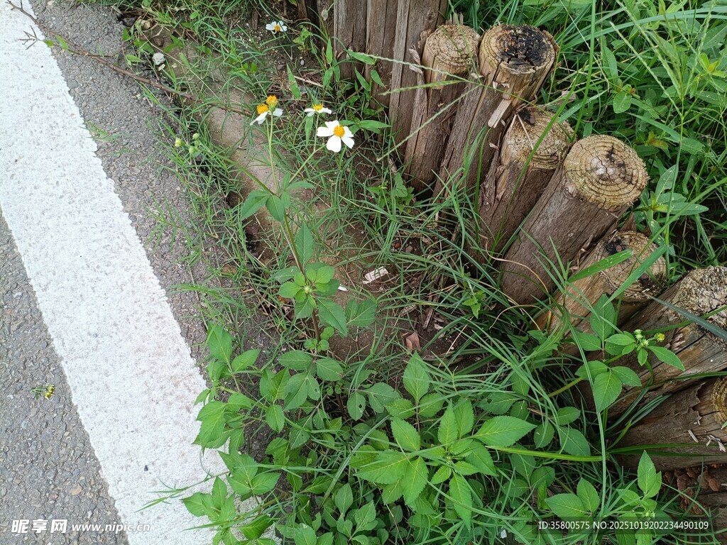 路边木桩旁的绿植景观