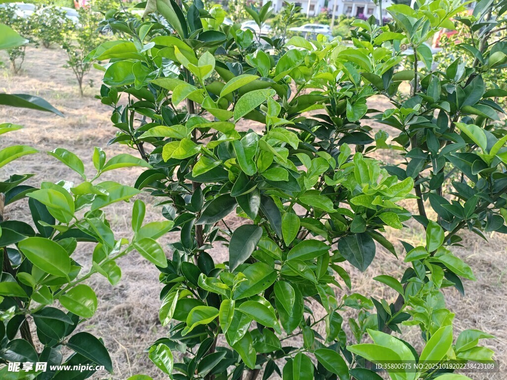 绿叶繁茂的植物