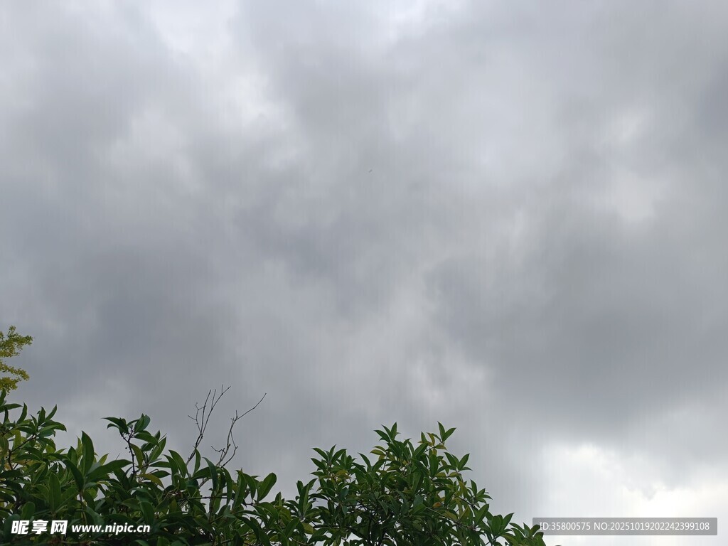 乌云笼罩下的树梢