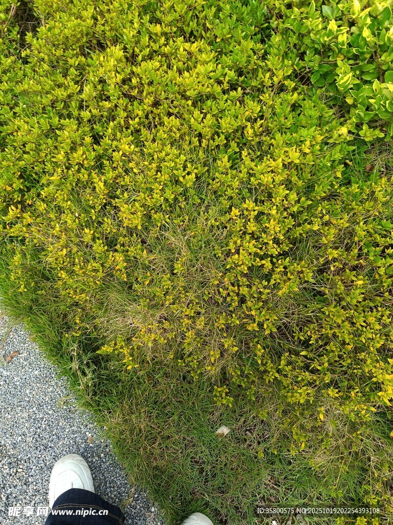 路边繁茂的黄色植物