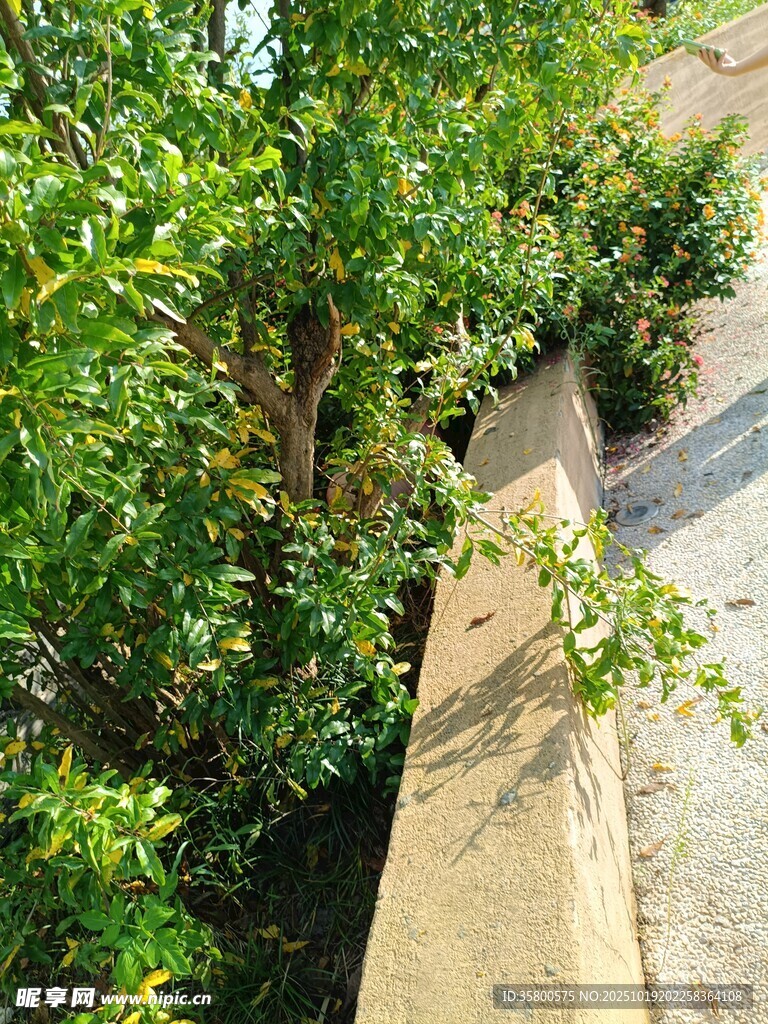 路边绿植与石阶