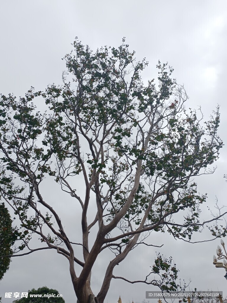 孤树挺立天际