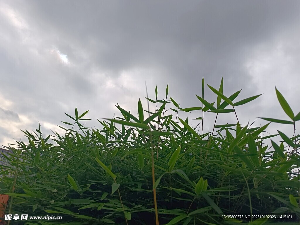 阴天中的蓬勃竹林