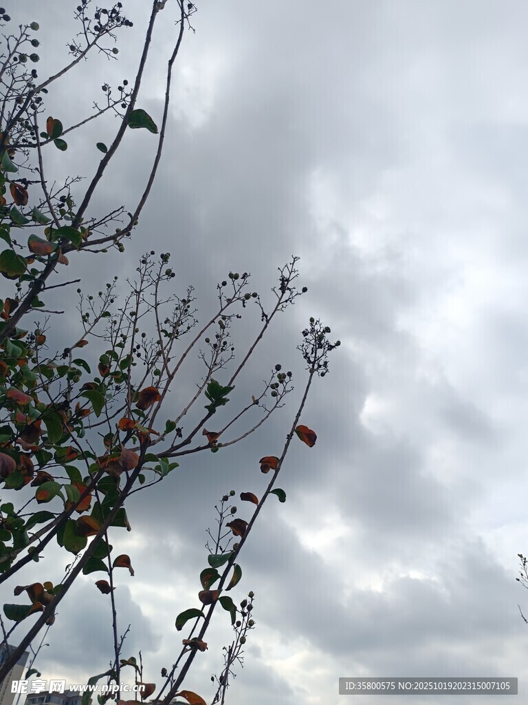 枝头映灰云