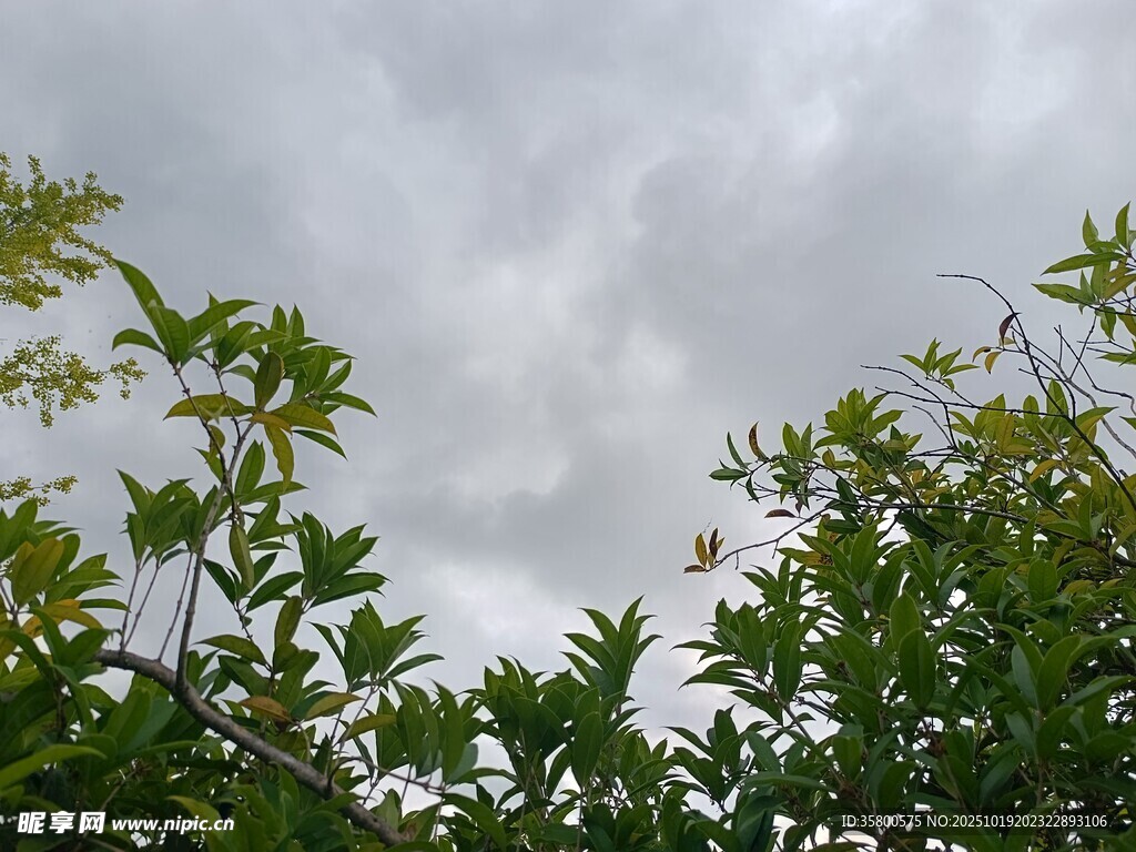 绿叶衬灰天的自然景致