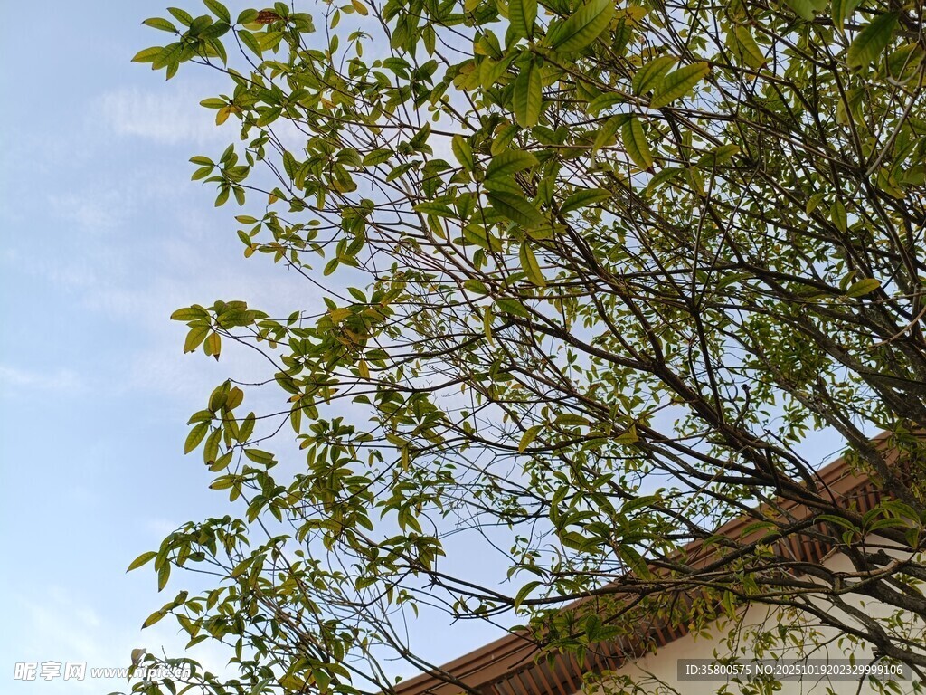 绿叶掩映下的屋顶一角