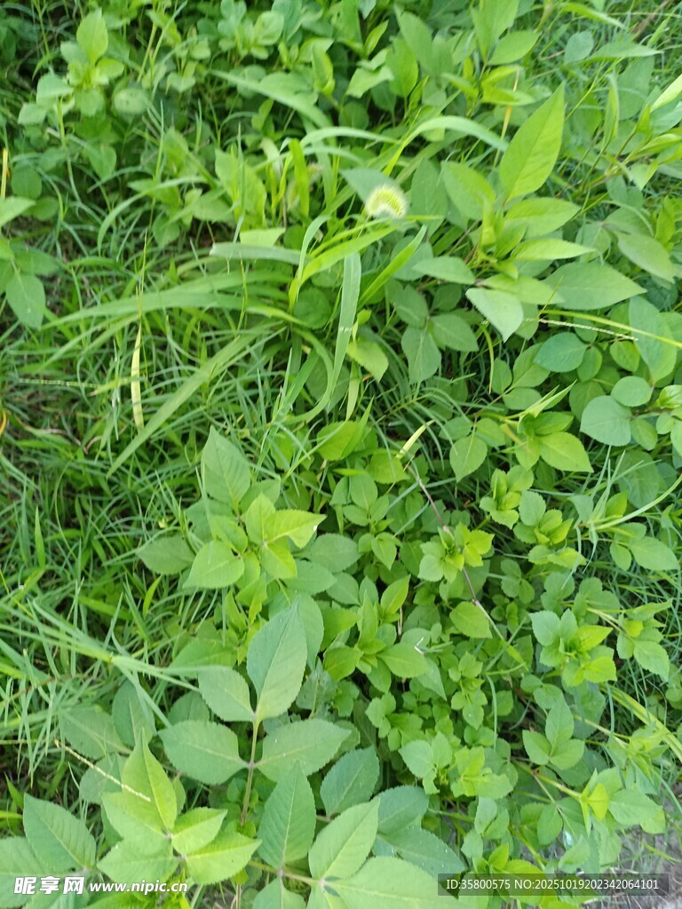 茂盛的绿色植物景观