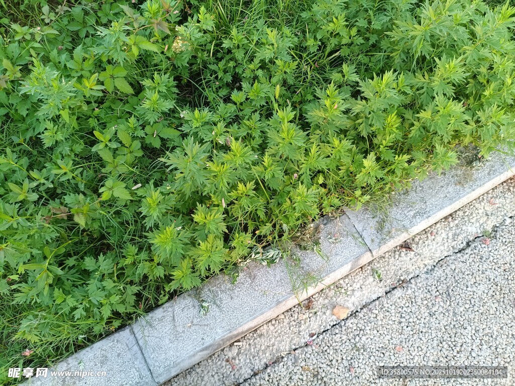 路边翠绿灌木丛