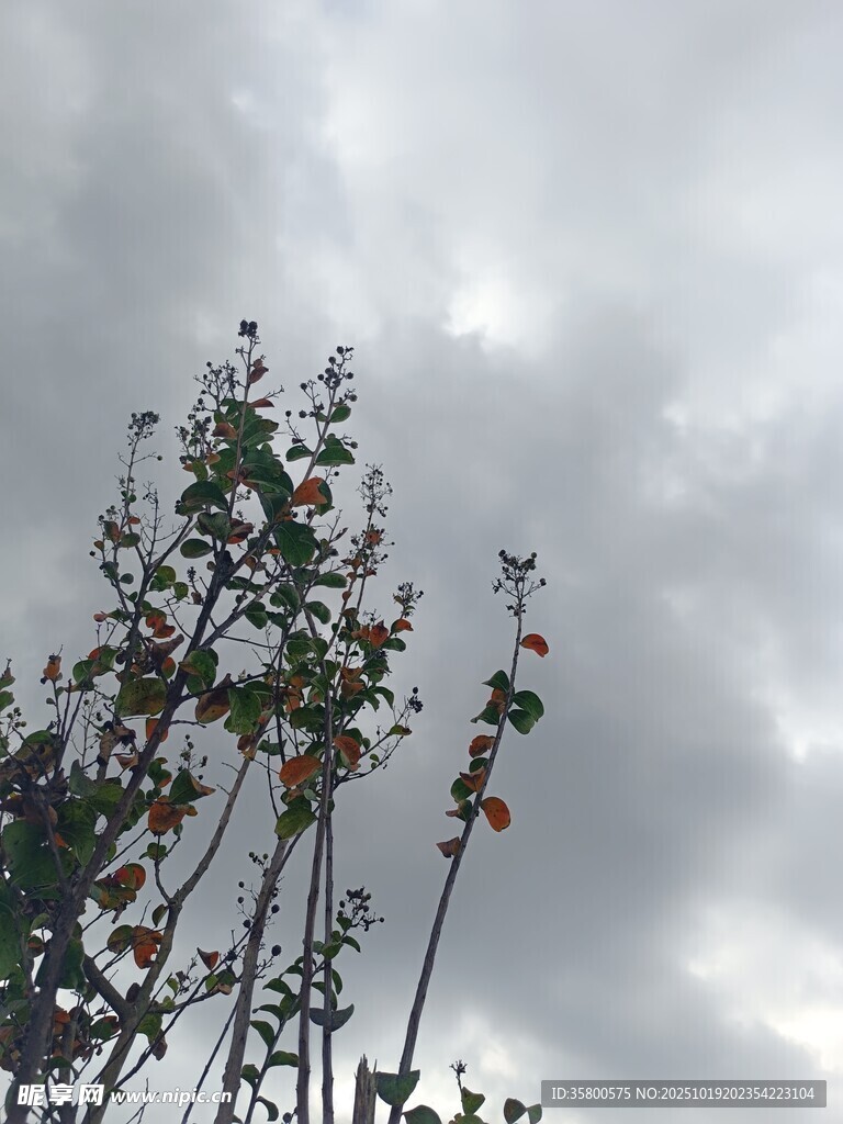 天空下的绿植花卉
