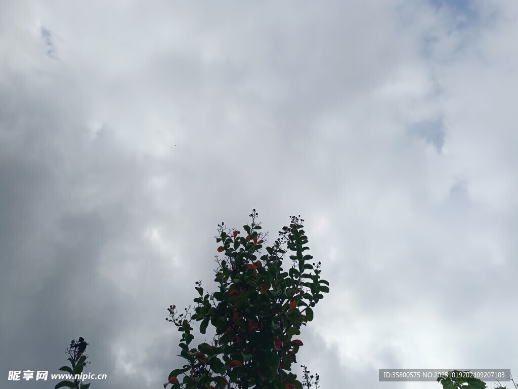 天空下的绿树