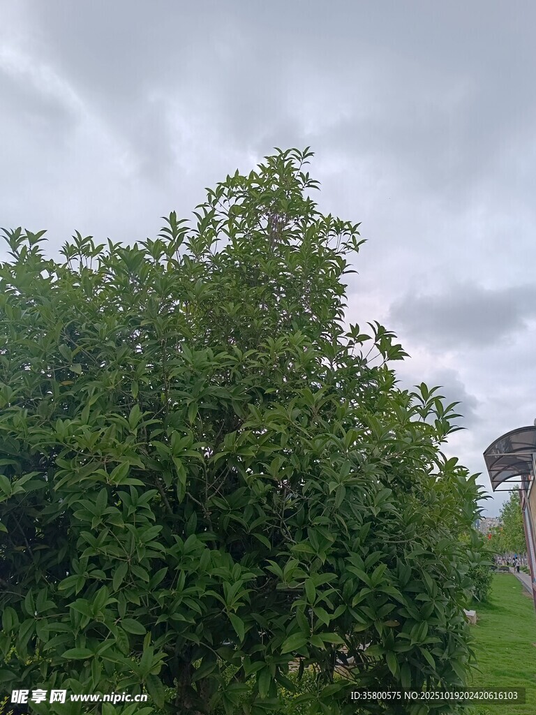 绿叶繁茂的植物景观