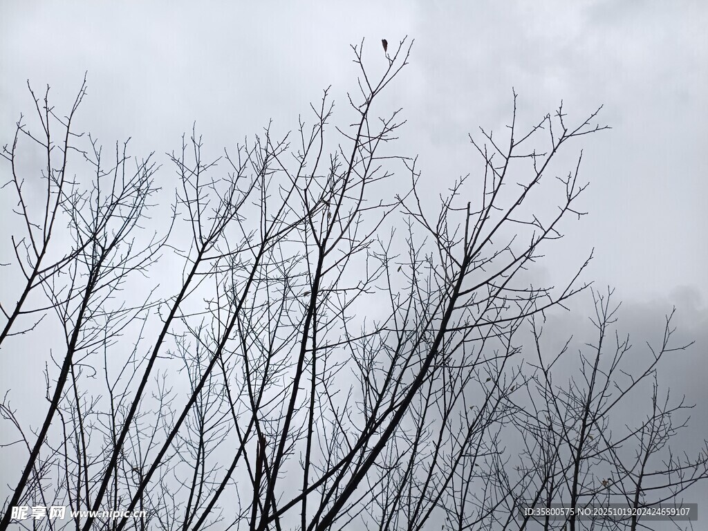 冬日枯树枝干景象
