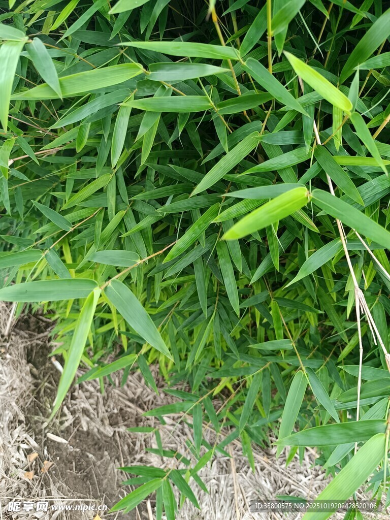 翠绿丛生的鲜嫩竹子