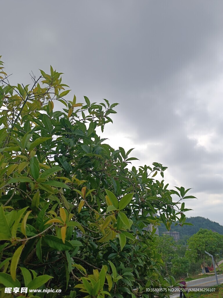 阴天中的繁茂绿植