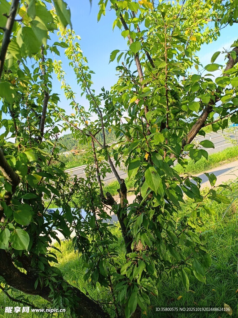 绿叶繁茂的户外树木景观