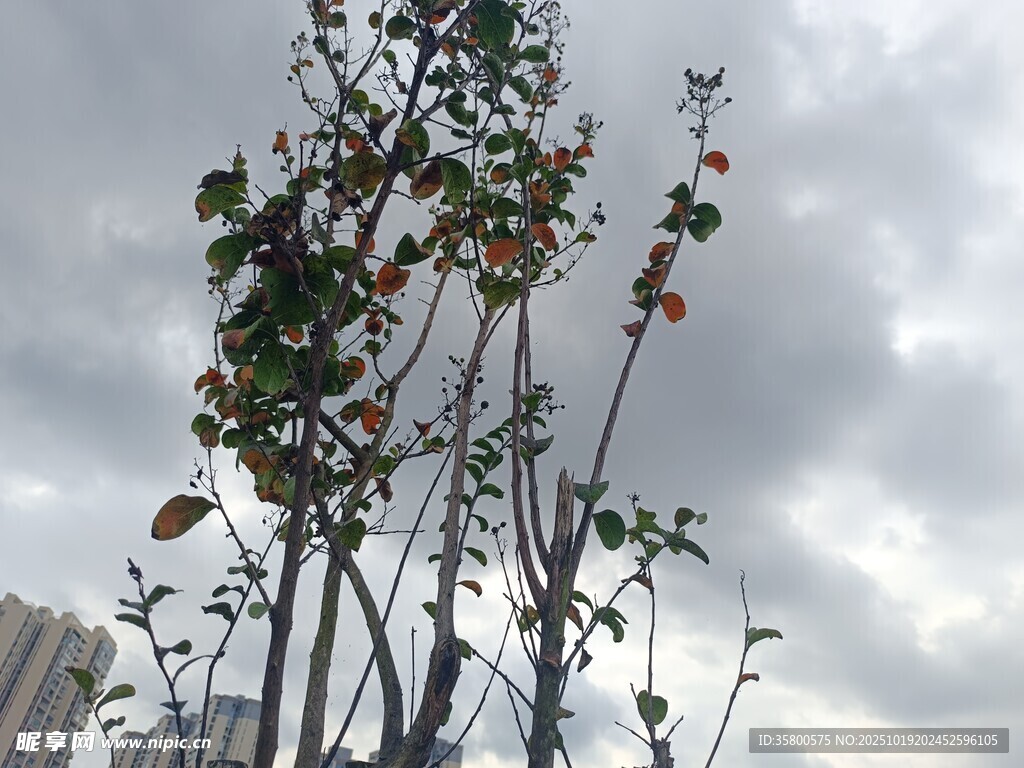 天空下的繁茂花枝