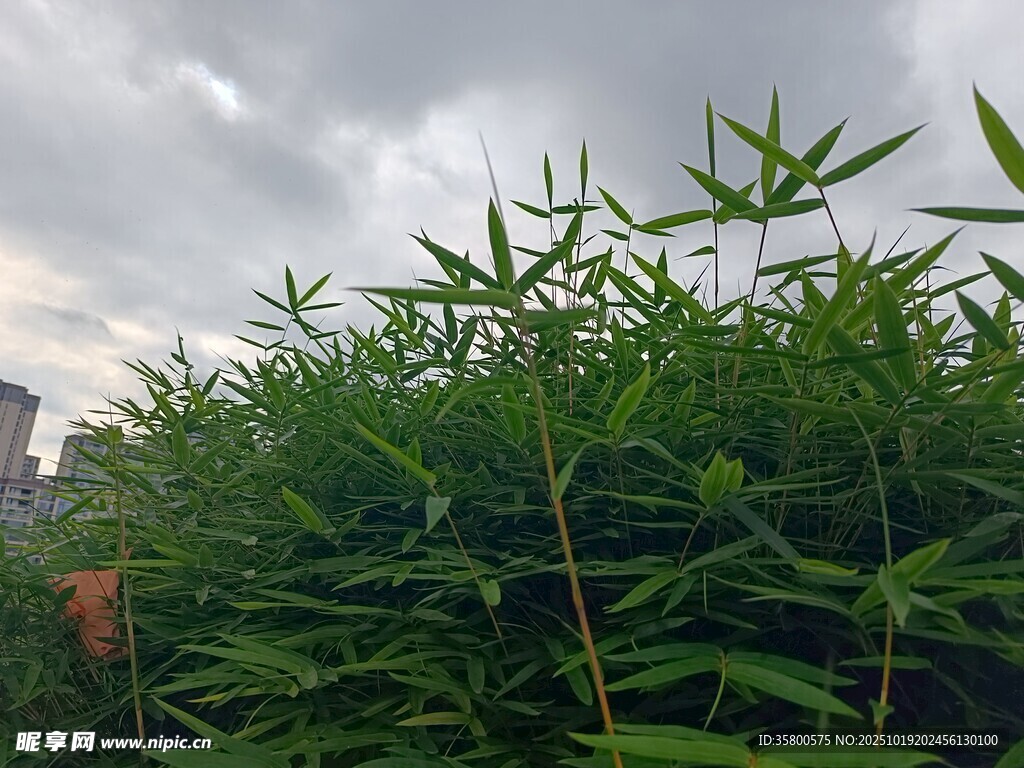 翠绿竹林