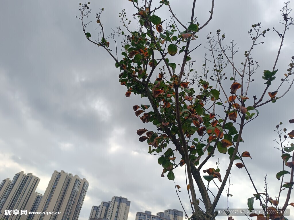 城市中枯树与高楼的景象