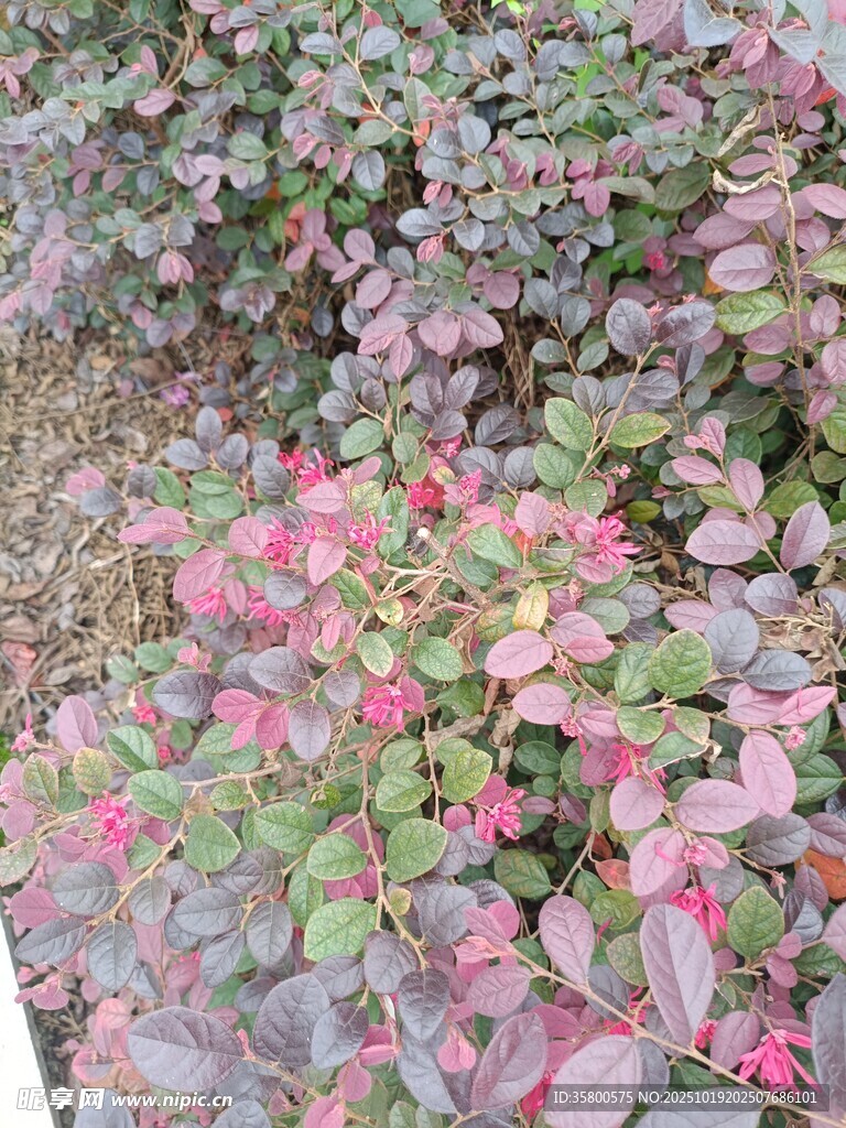 多彩花卉植物景观
