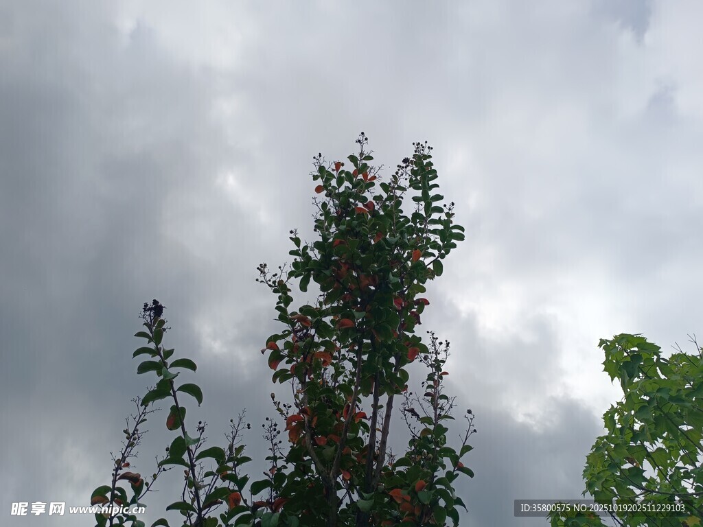 天空下的繁茂树木