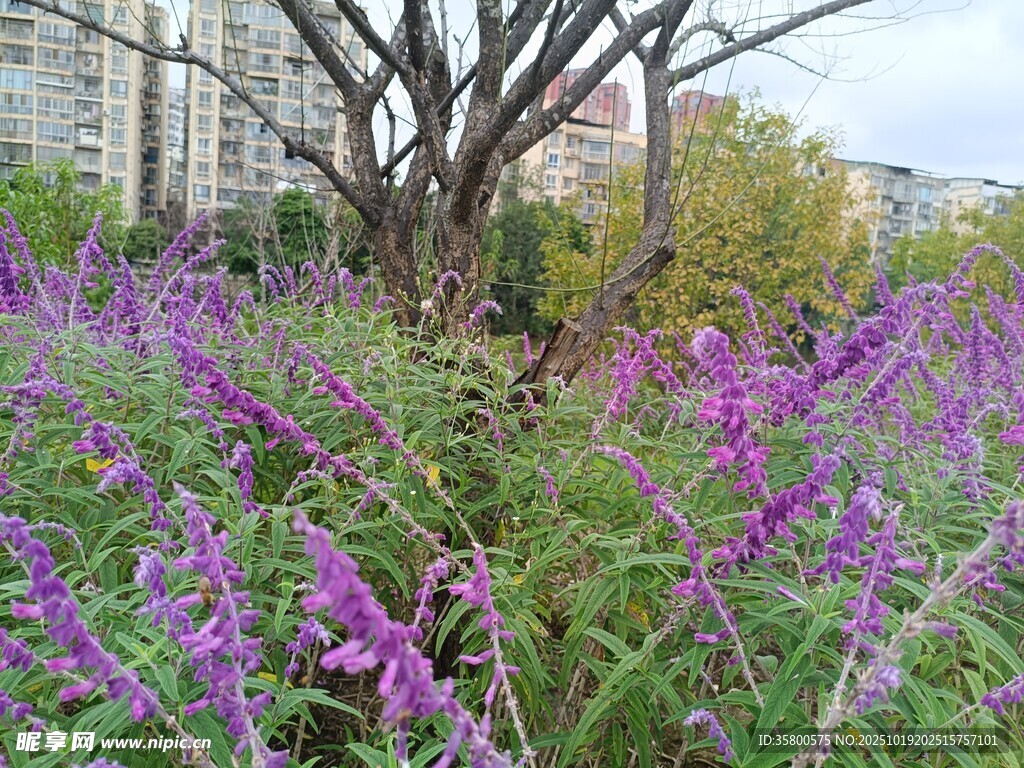 城市中绽放的紫色花卉景观