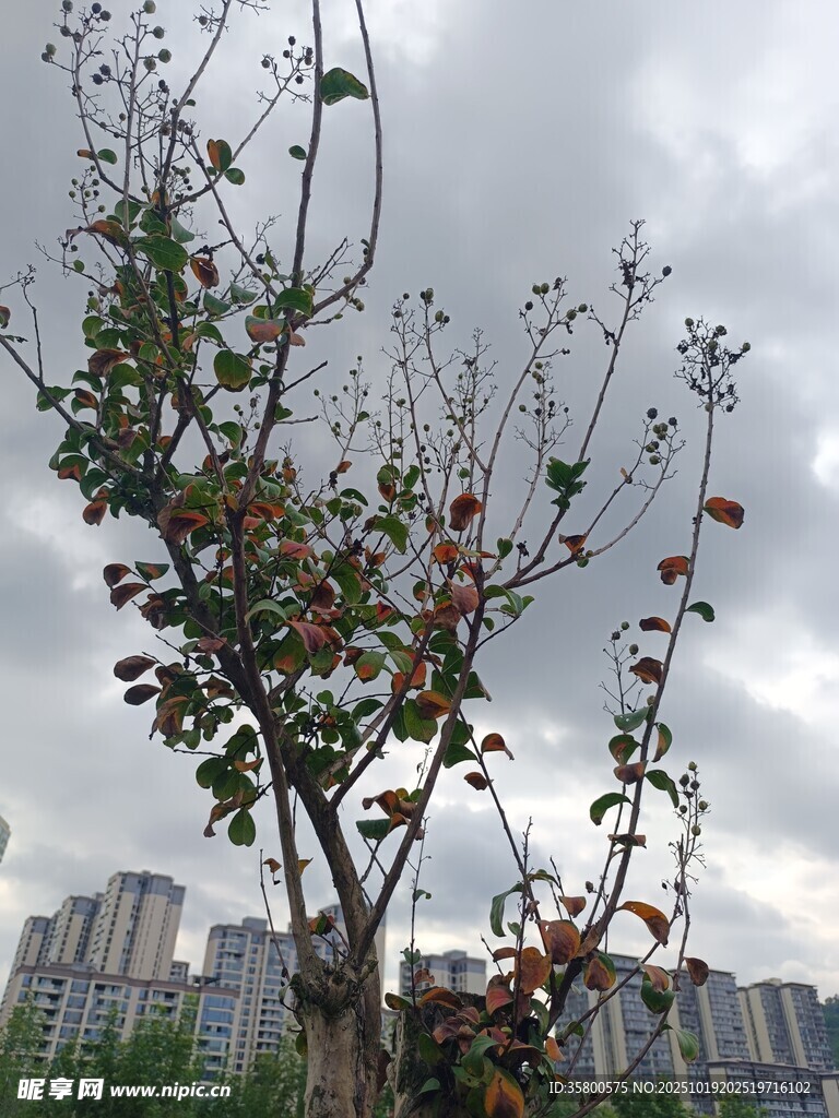 城市中凋零枝叶的树木