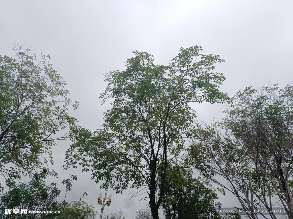 雨中树木景致