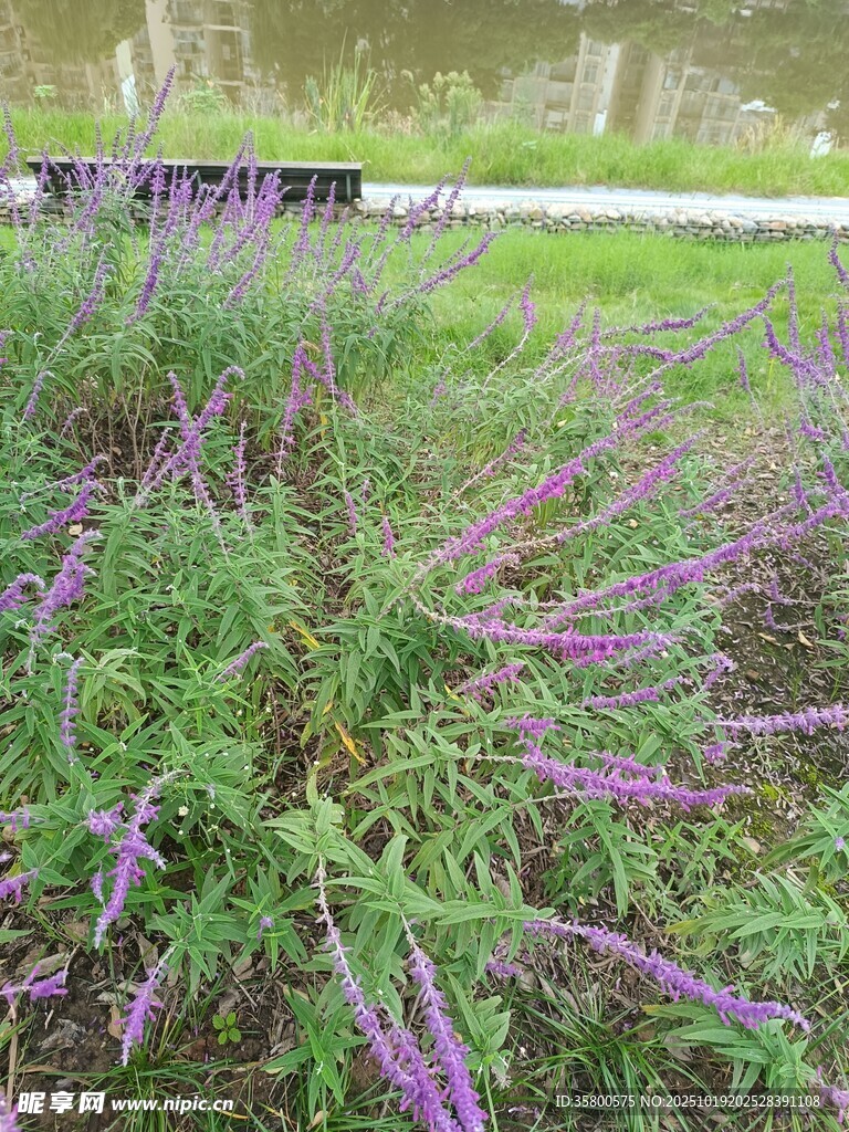紫色花丛绽放于绿地间