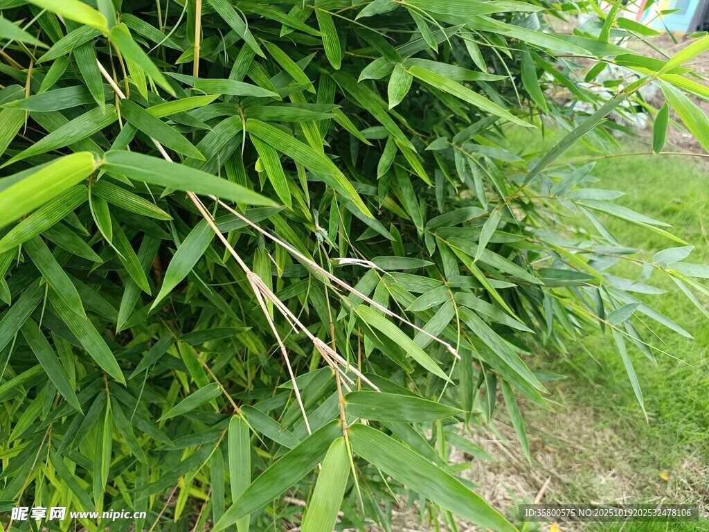 翠绿竹林