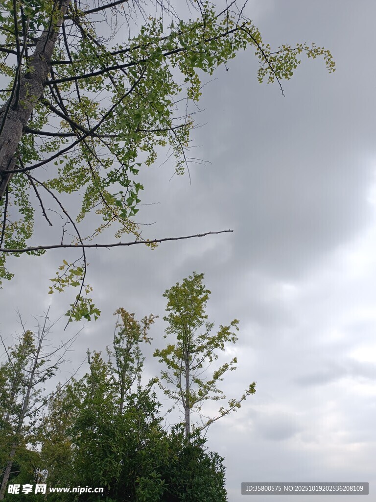 阴天中的树木枝叶