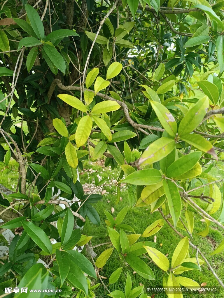 翠绿繁茂的植物叶片