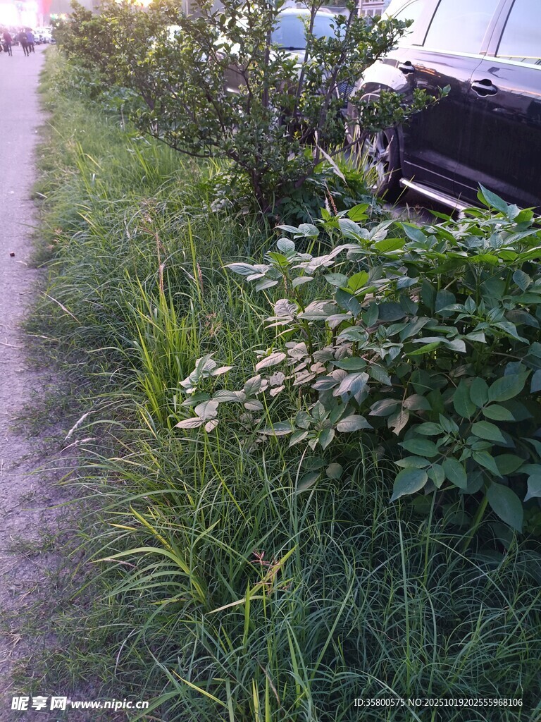乡间小径旁的繁茂绿植