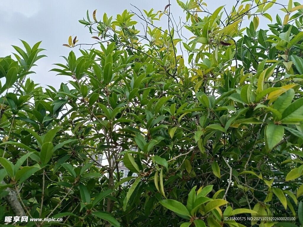 绿叶繁茂的植物景观