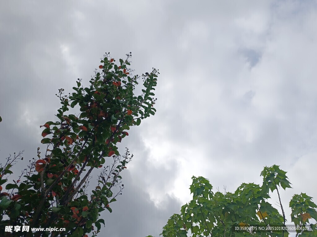 仰视天空下的繁茂绿树