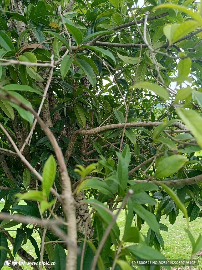 繁茂枝叶间的自然景象