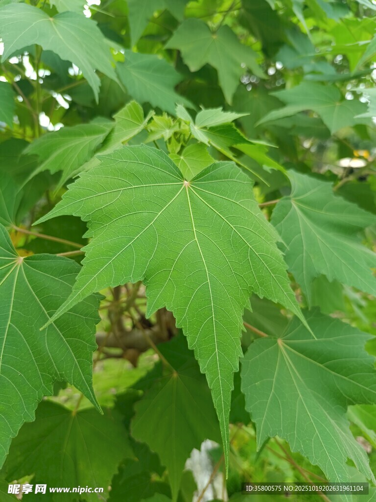 翠绿枫叶展现自然生机