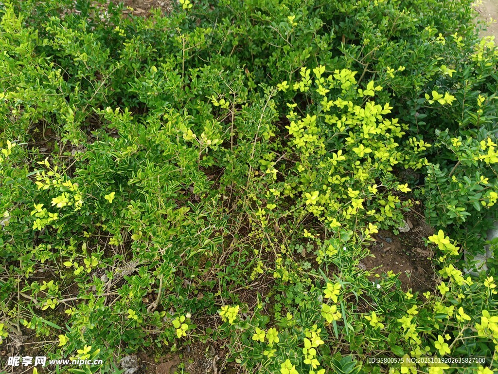 繁茂绿植中的黄色小花