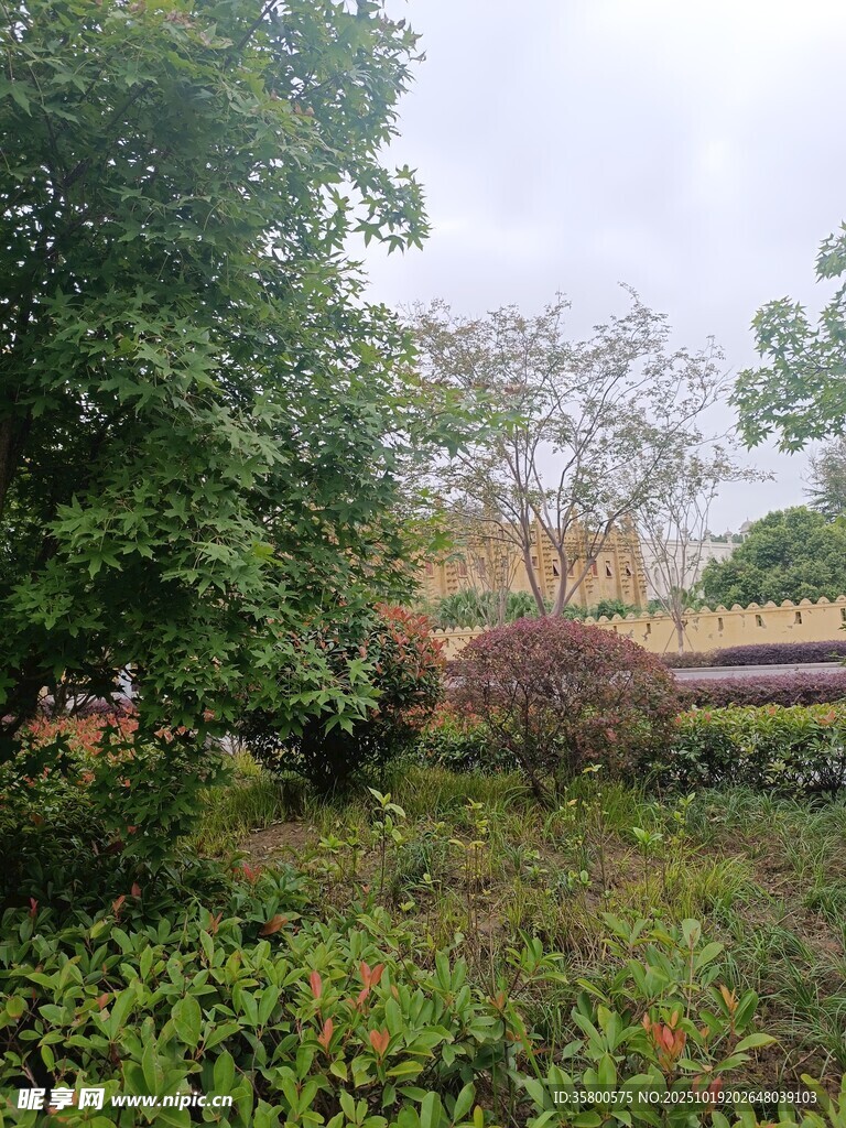 绿意盎然的户外植物景观