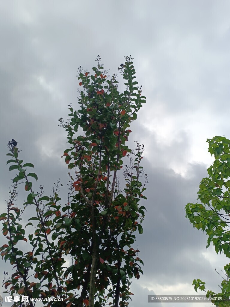 枝头繁花映灰蒙天空
