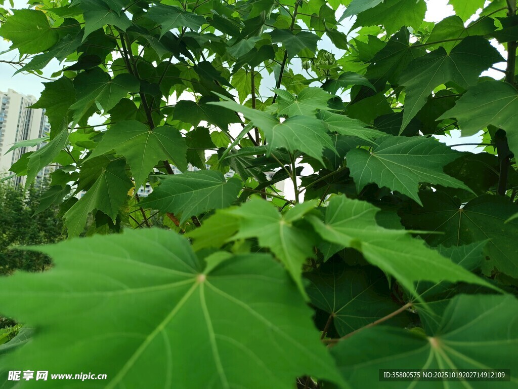 翠绿繁茂的树叶景观