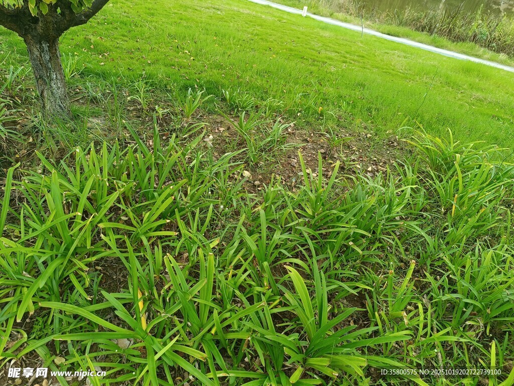 树下葱郁草地绿意盎然