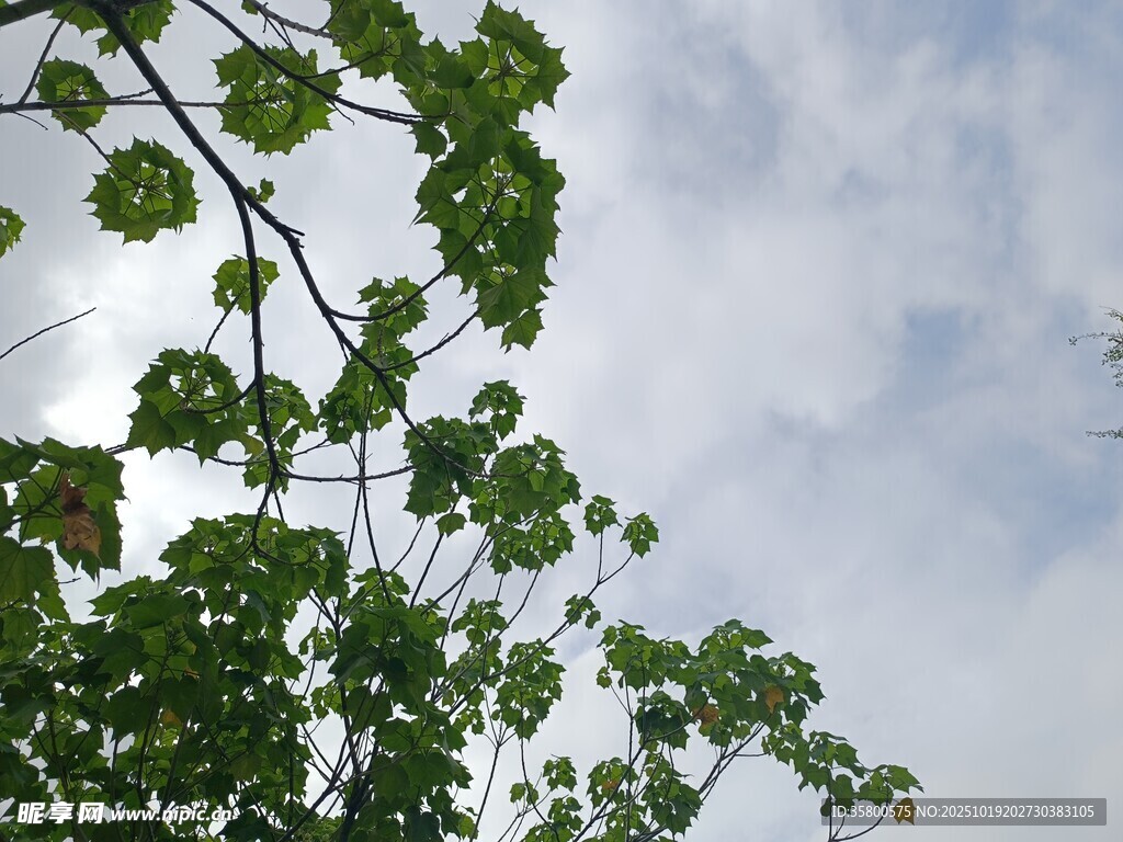 绿叶映蓝天的清新景致
