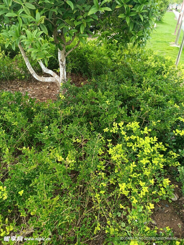 绿意盎然的繁茂植物景观