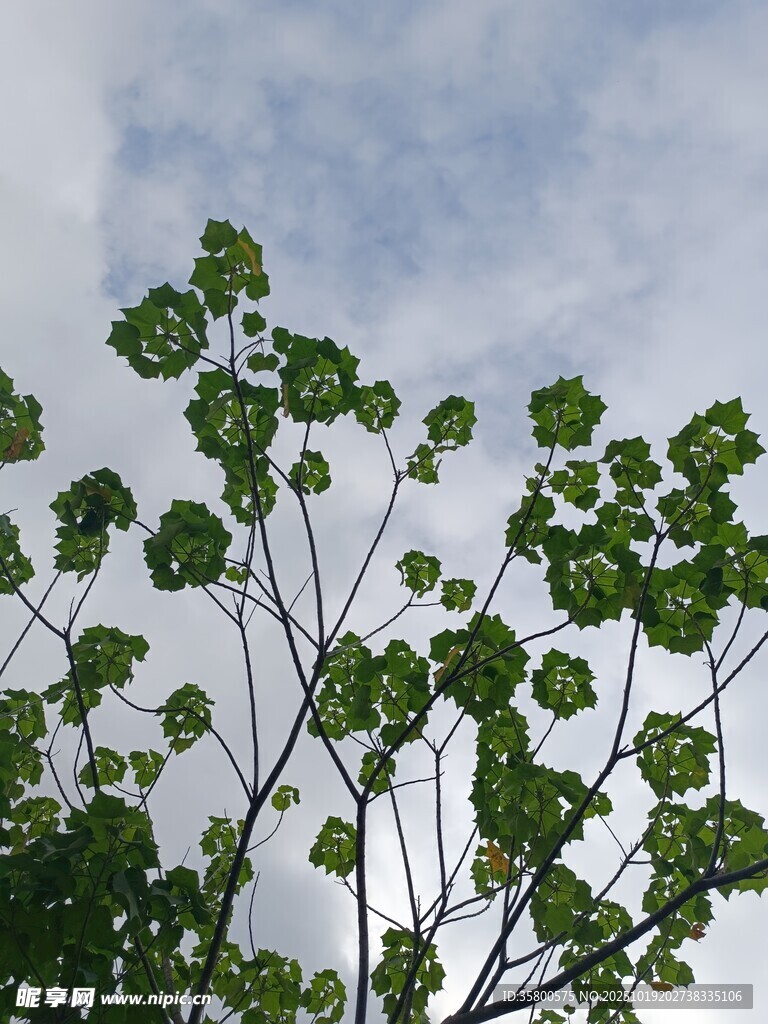 绿叶衬蓝天 