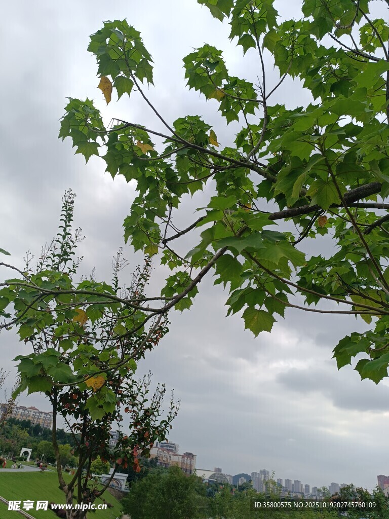 绿叶繁茂的树木与天空