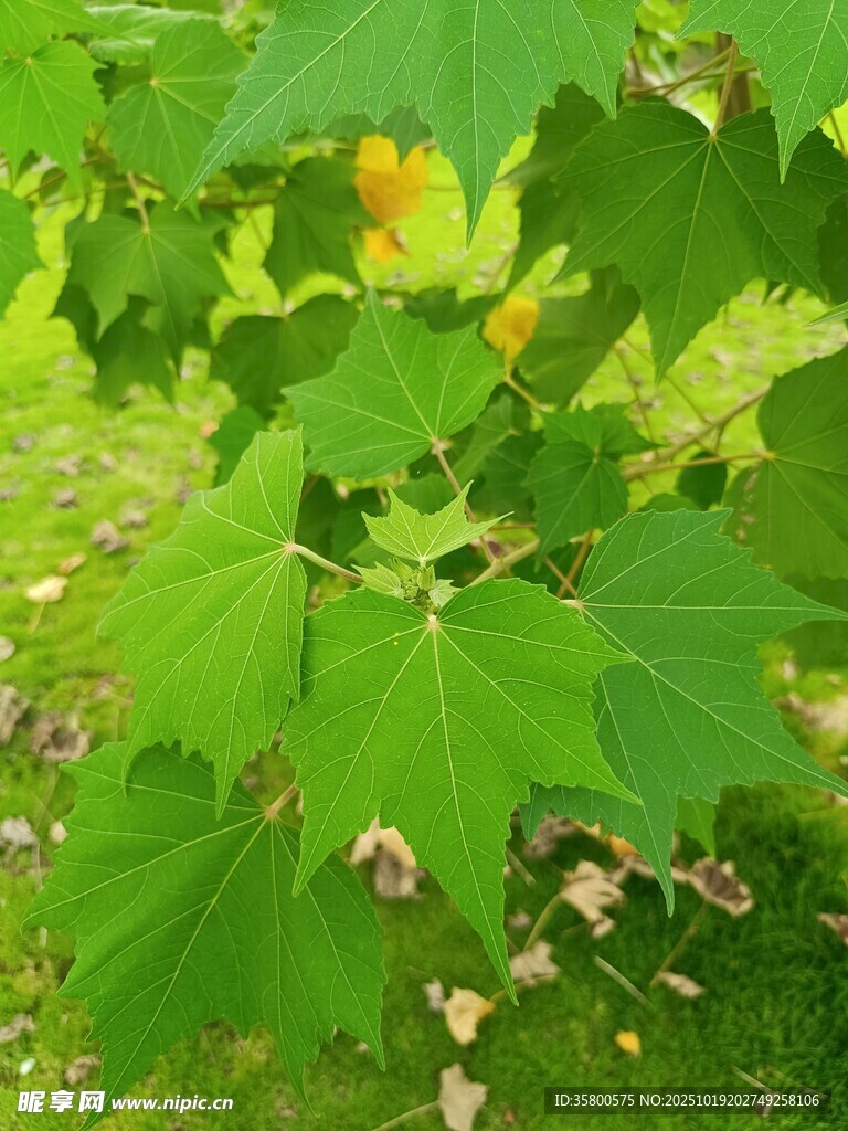 绿叶间的一抹亮眼黄