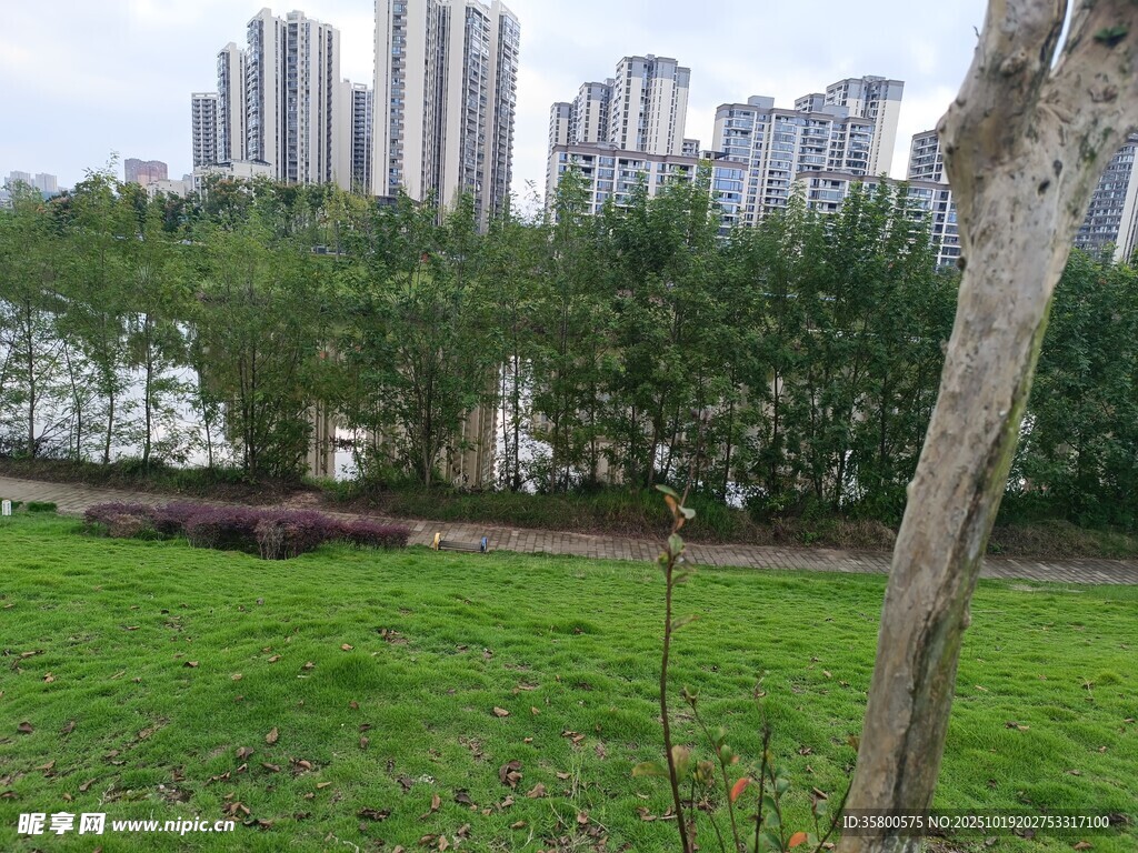 城市绿地旁的树木与高楼