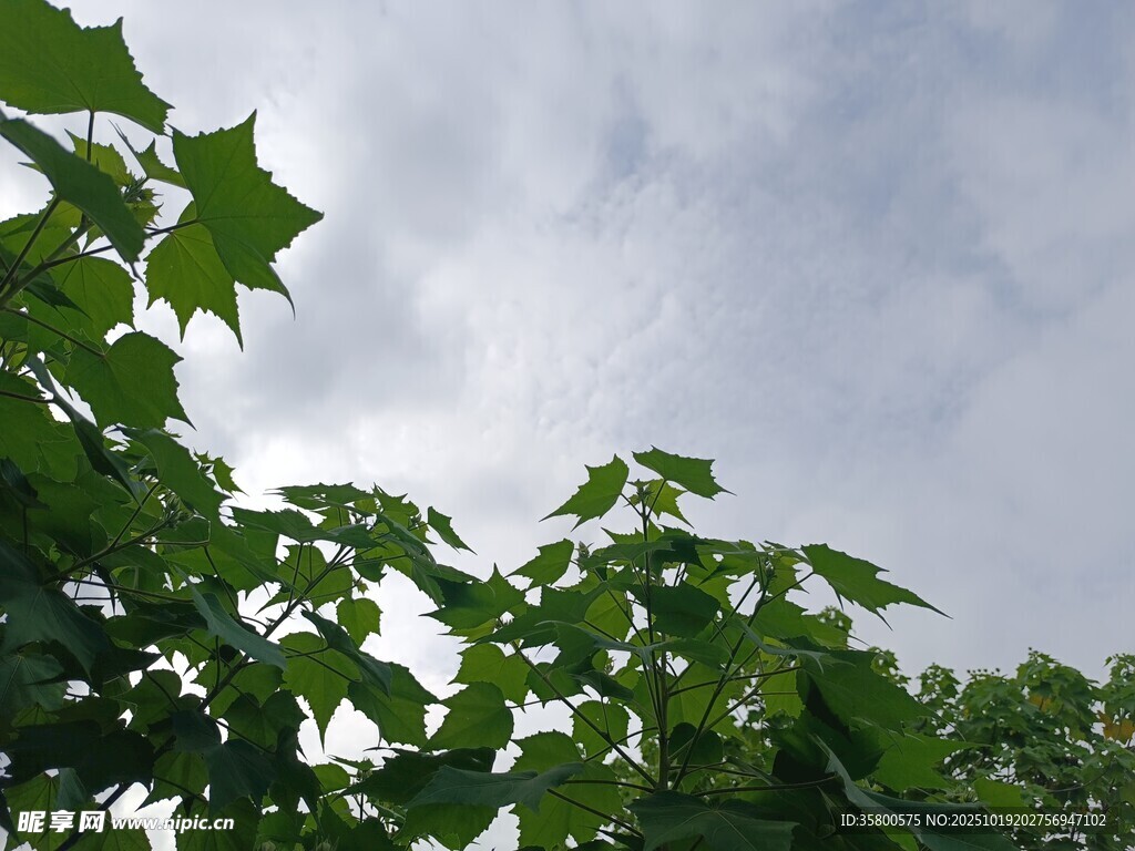 绿叶映蓝天