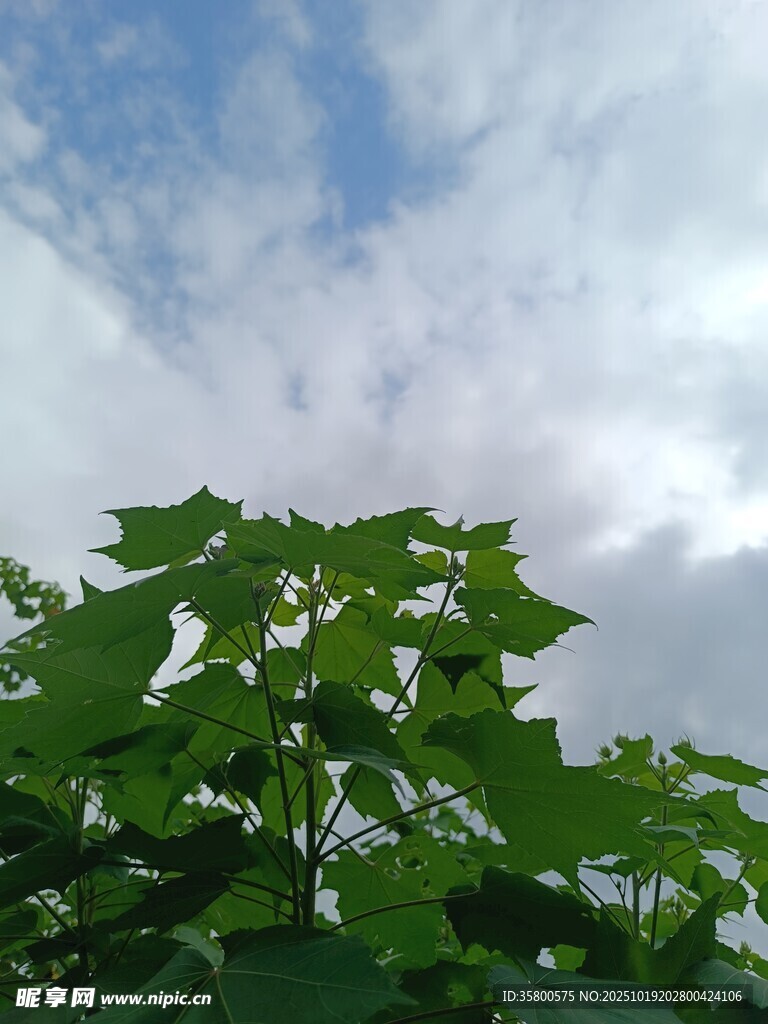 绿叶之上的蓝天白云