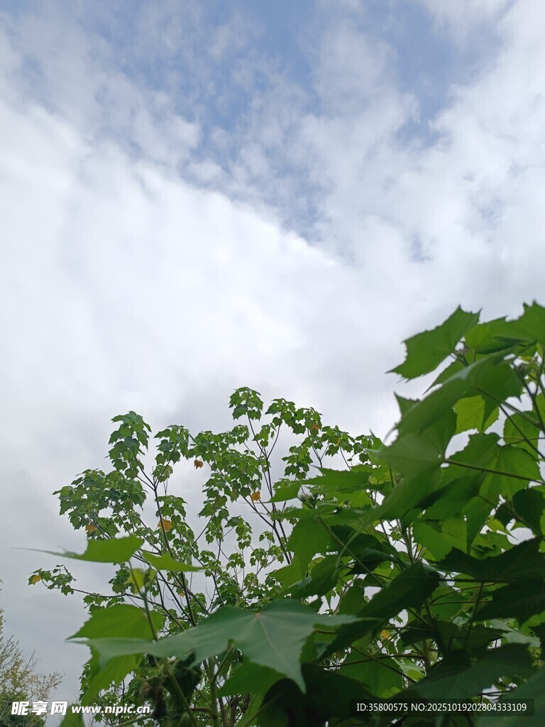 绿叶之上的蓝天白云